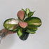 Hoya australis 'Lisa' - 10cm pot